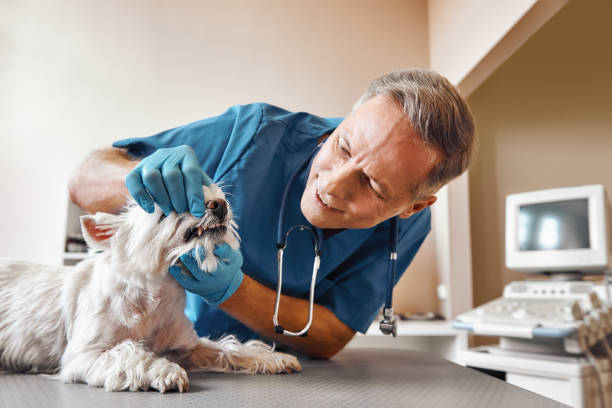 Best Dentist for Tooth Abscess  in Shadybrook, TX